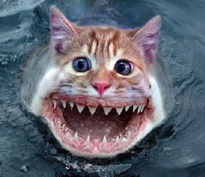 funny-catfish-picture.jpg