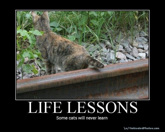 633695669795142310-LifeLessonsSomecatswillneverlearn.jpg
