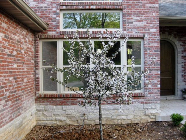 Crabapple.jpg