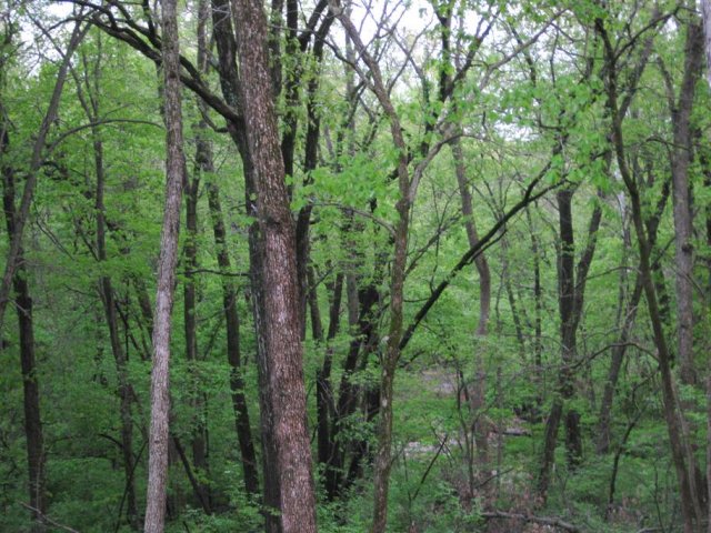 Backyard.jpg