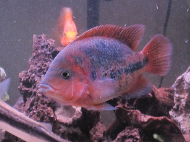 new pics of fish 021.jpg