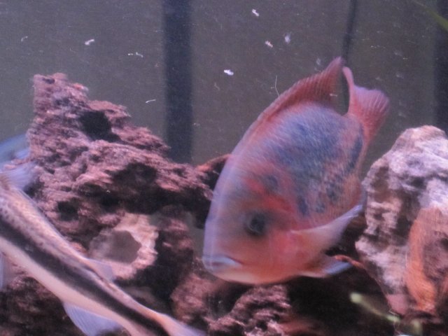 new pics of fish 020.jpg