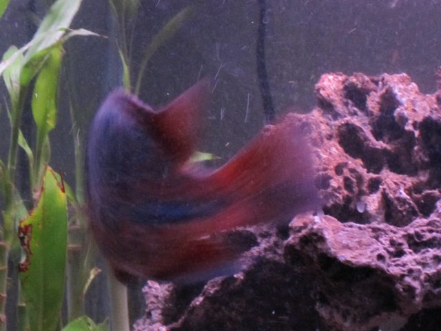 new pics of fish 022.jpg