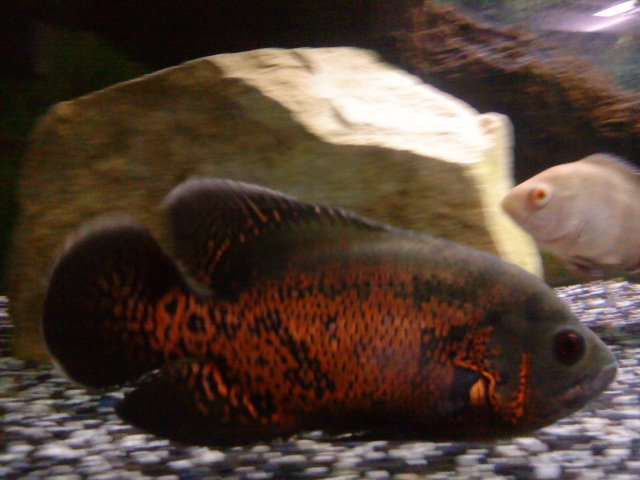DSC08507.JPG