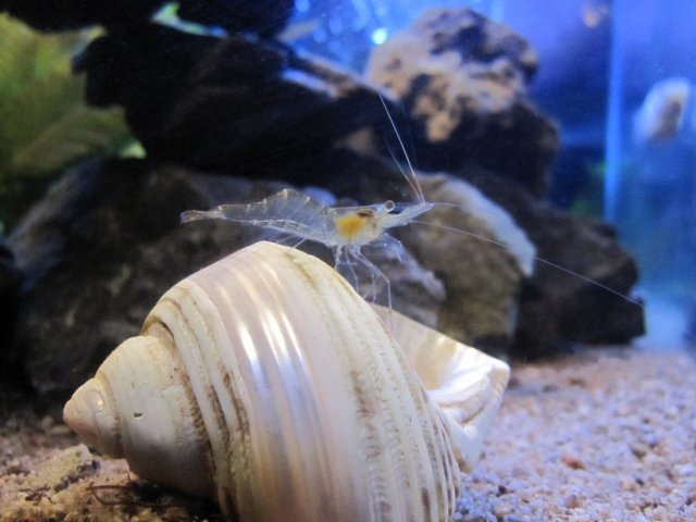new pics of fish 024.jpg