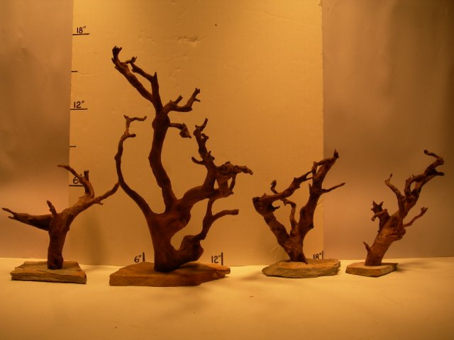 nano trees 001.JPG nano trees 001.JPG