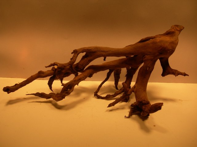 nano trees 002.JPG nano trees 002.JPG