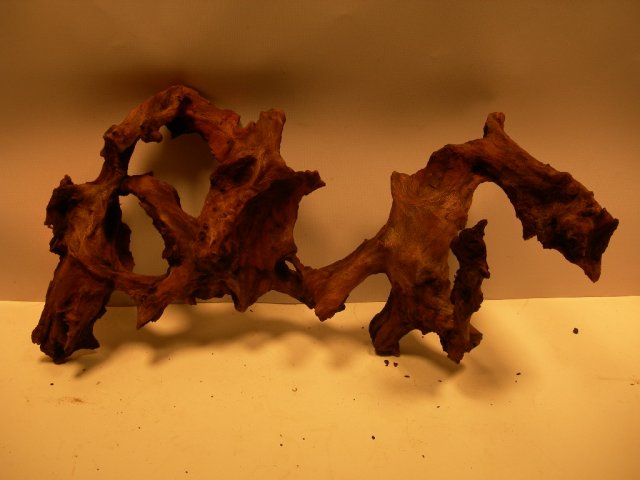 nano trees 004.JPG nano trees 004.JPG