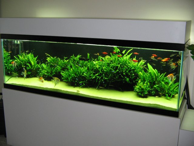 freshwater fish tank sand