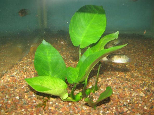 Anubias barteri 'broad leaf'.JPG