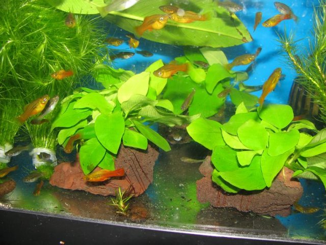 Anubias barteri var nana 'golden' on lava rock.JPG