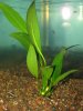 Anubias lanceolata.JPG