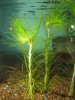 Eriocaulon.JPG