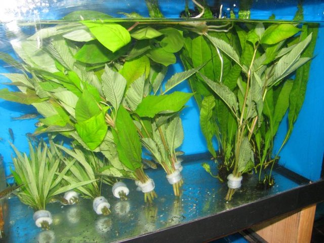 Hygrophila 'cherry leaf'.JPG