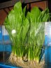 Echinodorus bleheri.JPG
