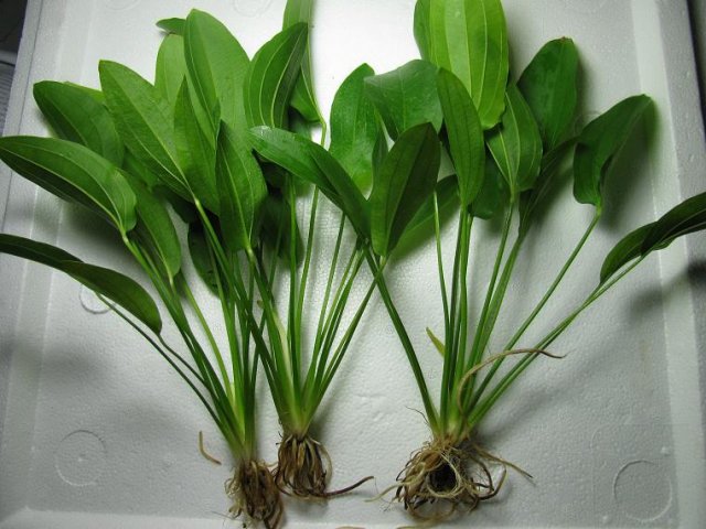 Phyton.JPG