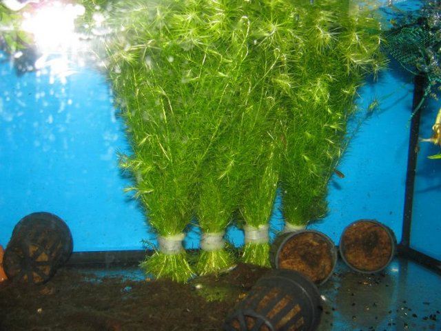 Mayaca fluviatilis.JPG