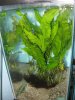 Microsorium pteropus mother plant.JPG