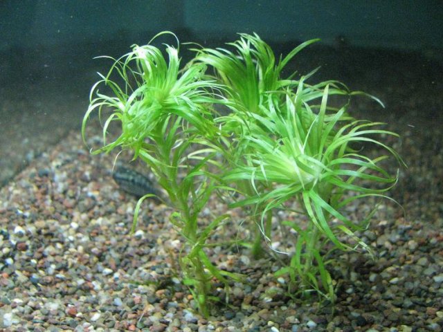 Tonina sp..JPG