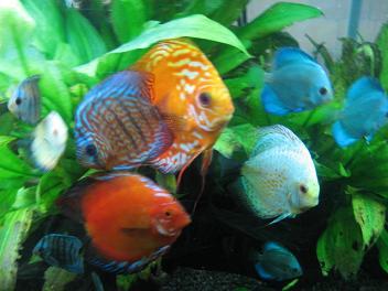 discus.jpg