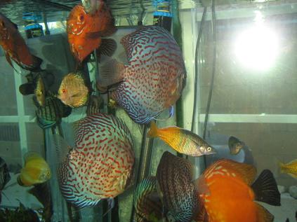 discus 2.jpg