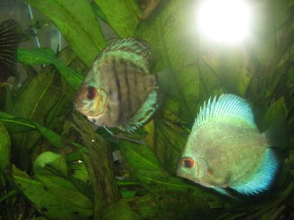 small discus1.jpg