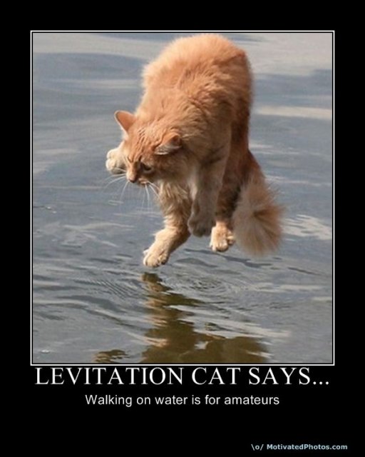 634049528553377170-LevitationCatSays.jpg