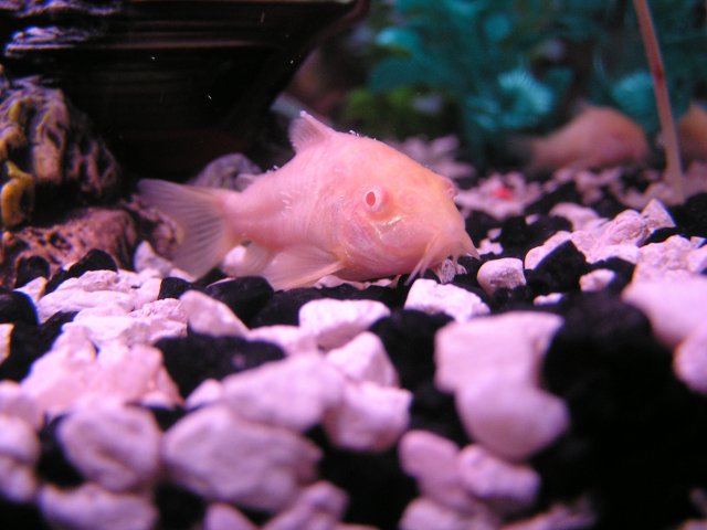 2nd set of sick catfish 001.jpg