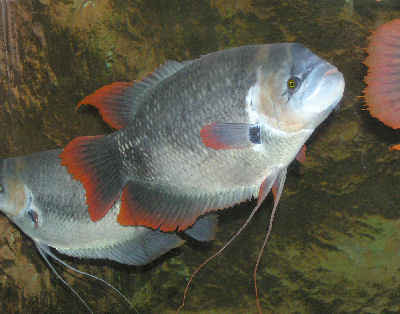 GiantRedTailGouramiWFA_Ap4AAf1.jpg