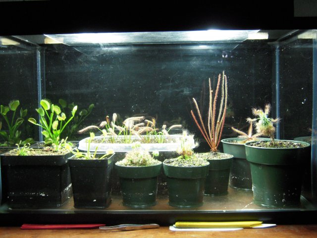 10g_droseras.JPG