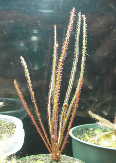 d. filliformis.JPG