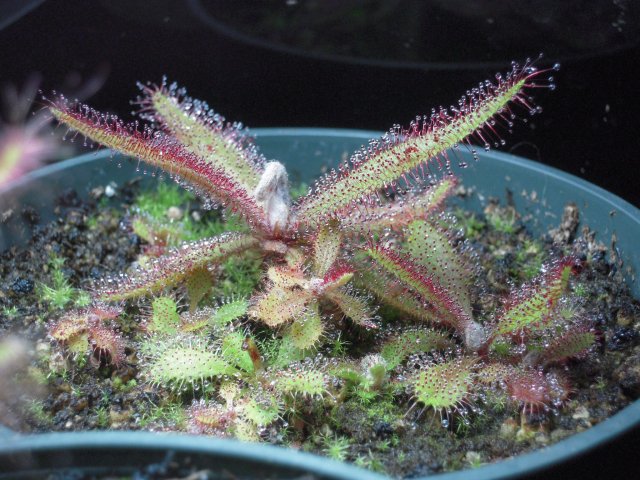 d. adelae_mother.JPG