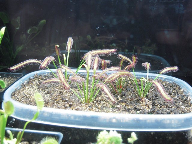 d. capensis.JPG
