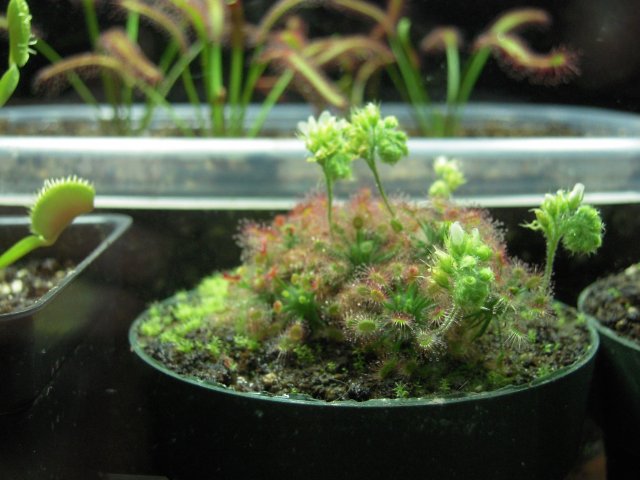 d. roseanna.JPG