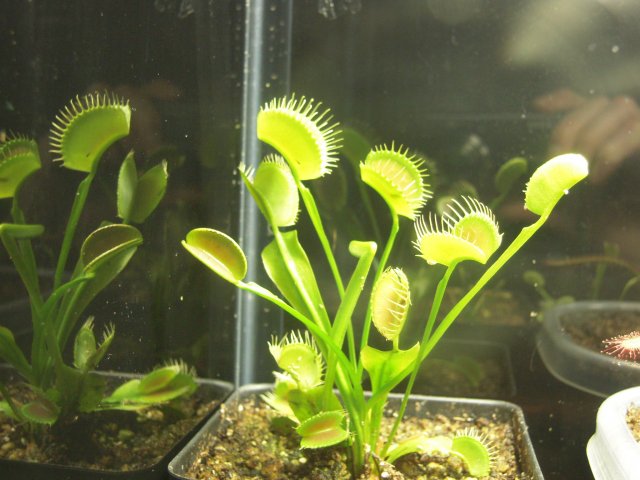 VFT.JPG
