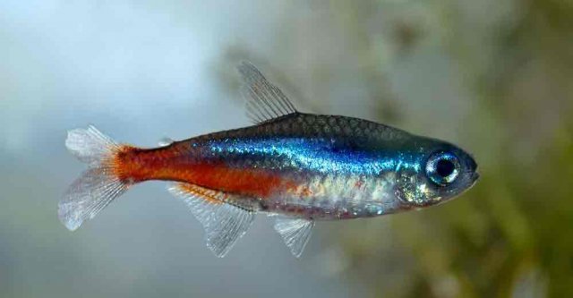 blueneontetra.jpg
