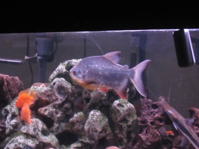 pacus for sale 001.jpg