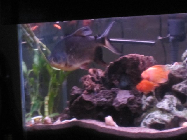 pacus for sale 002.jpg