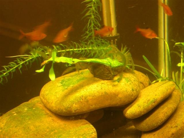 DSCN0758 (Small).JPG