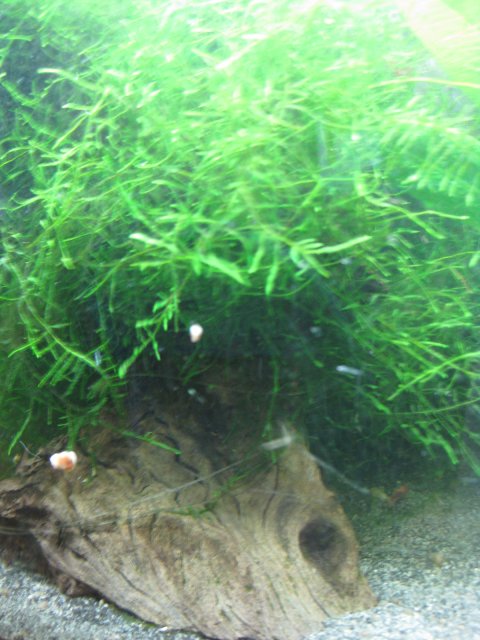 IMG_1452.JPG IMG_1452.JPG