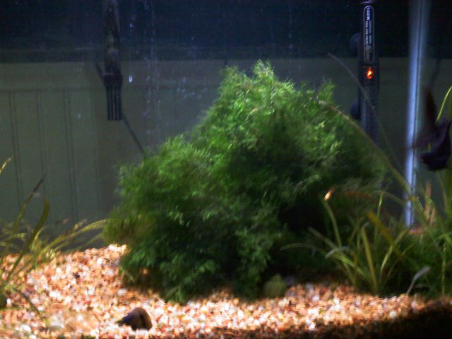 big moss.jpg