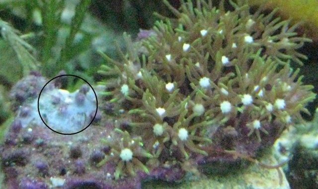 green star polyps fade crop.jpg