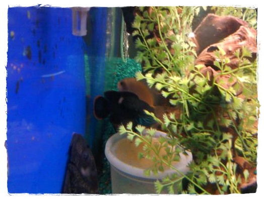 green terror & gold severum with eggs.jpg