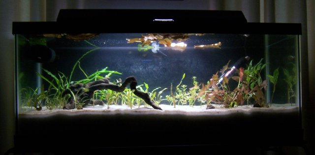 tank_0608_1.jpg tank_0608_1.jpg
