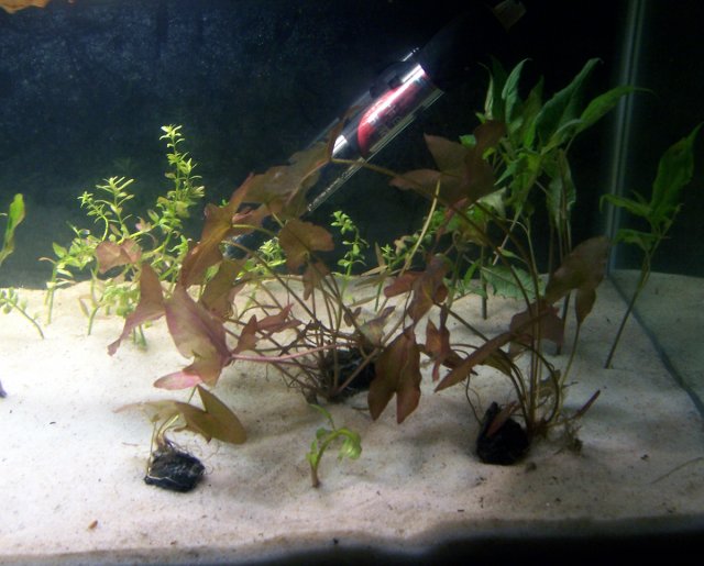 tank_0608_4.jpg tank_0608_4.jpg