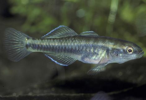 I.D. This Fish.jpg