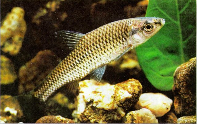 I.D. this fish 2.jpg