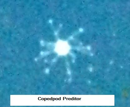 Pod preditor IMG_0487.jpg