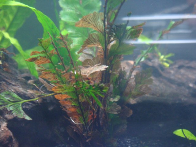 DSC01485.JPG