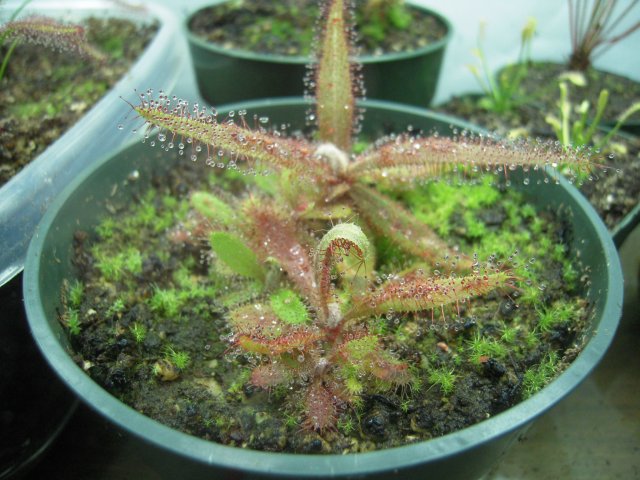 d. adelae.JPG d. adelae.JPG